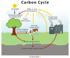 Carbon Cycle Illustration